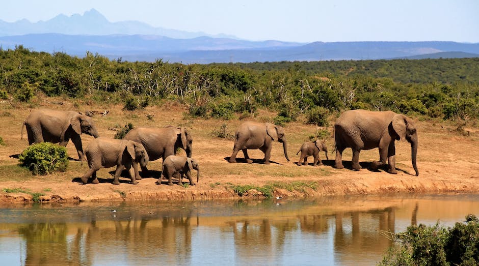 Los 5 safaris que debes visitar
